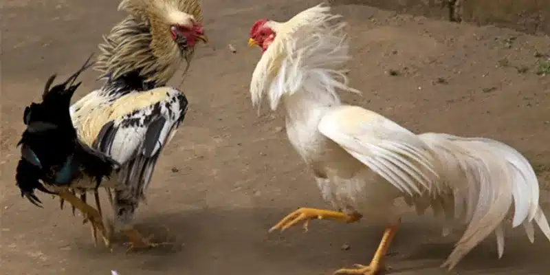Kinh nghiệm cá cược đá gà giúp bạn thắng lớn