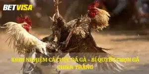 Kinh nghiệm cá cược đá gà - Bí quyết chọn gà chiến thắng