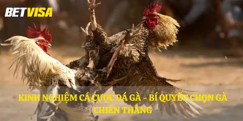 Kinh nghiệm cá cược đá gà - Bí quyết chọn gà chiến thắng