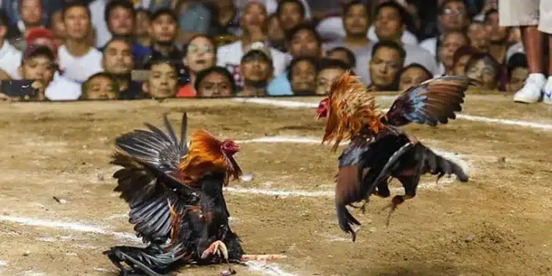 Khám phá luật chơi đá gà Thomo một cách đầy đủ