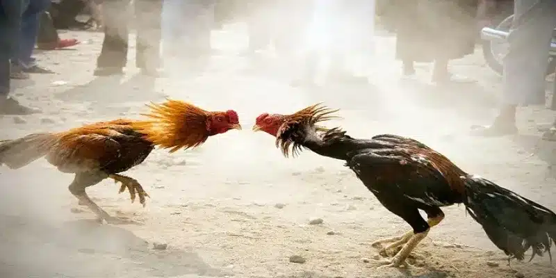 Các loại kèo đá gà Thomo phổ biến cần biết