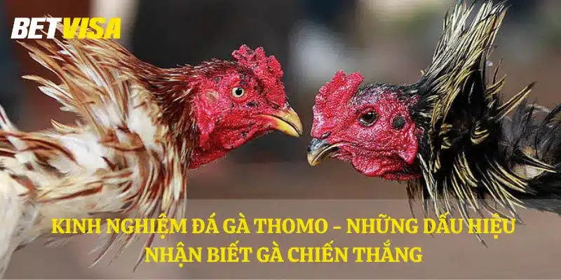 Kinh nghiệm đá gà Thomo - Những dấu hiệu nhận biết gà chiến thắng